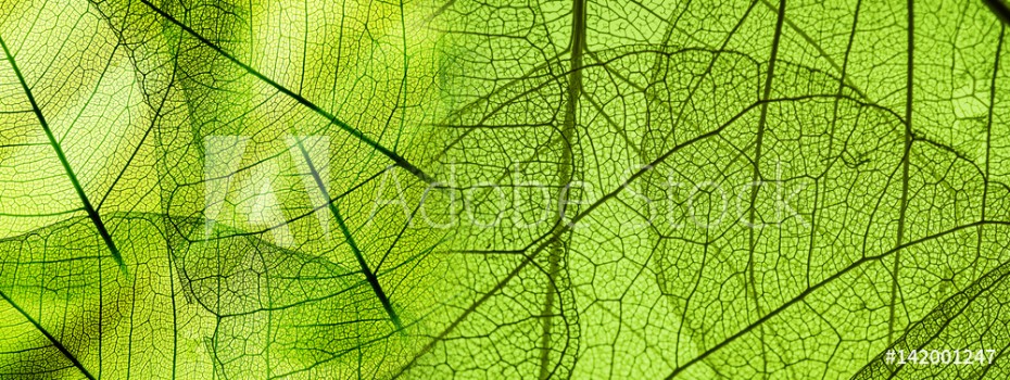 Picture of green foliage texture